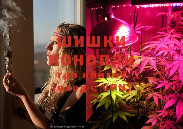 прущие грибы Балабаново
